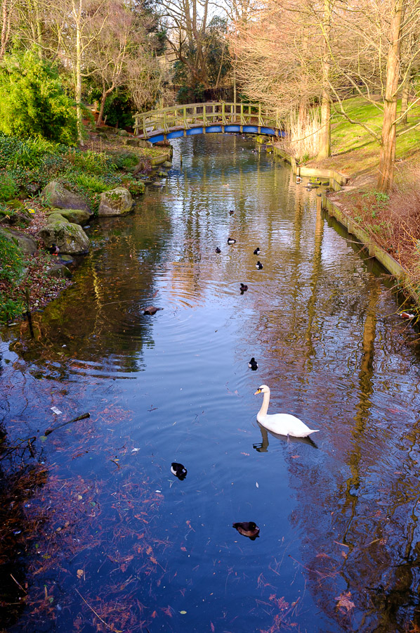 Ducks and sawn of Regent's Park 