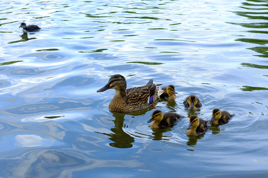 Ducklings